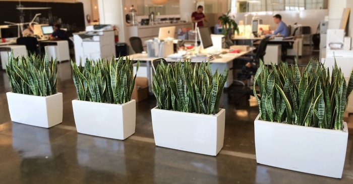 How to decorate offices with plants